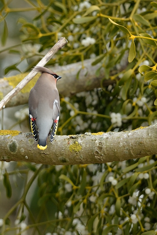 Pestvogel